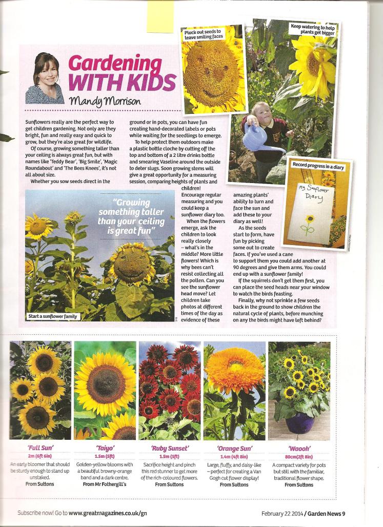 Garden News article 22nd Feb 2014 Sunflowers